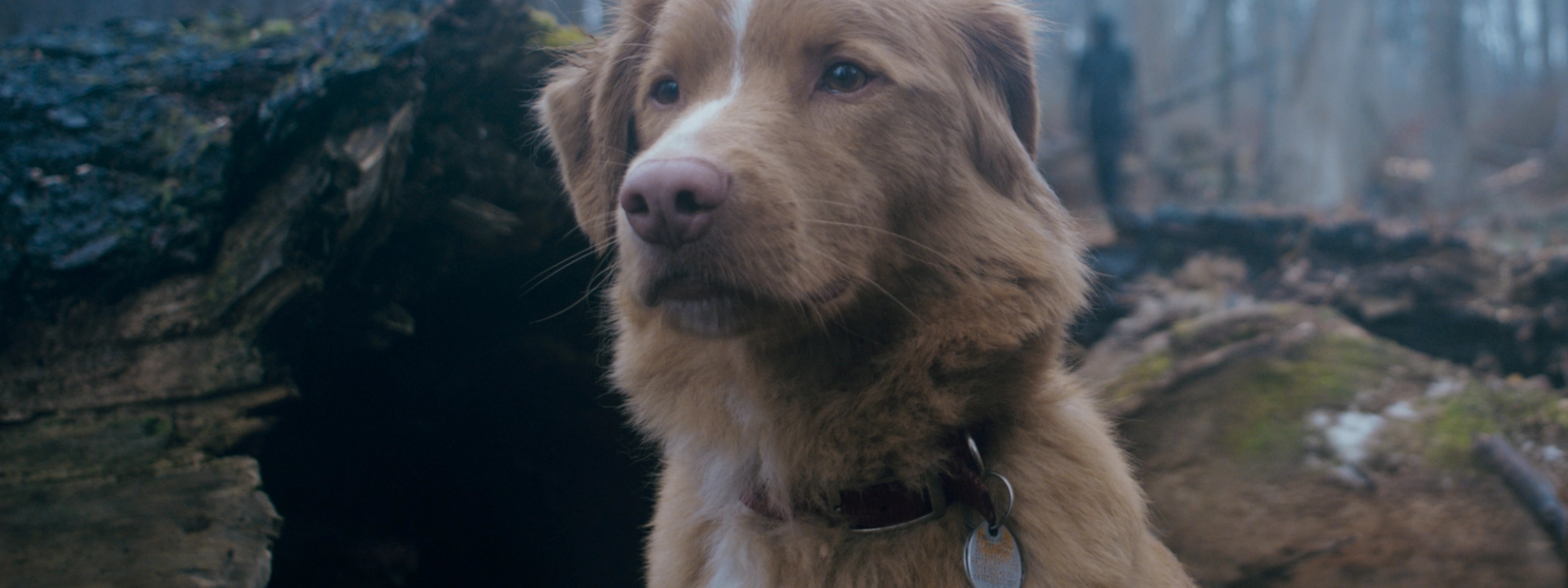 Arrière-plan Good Boy
